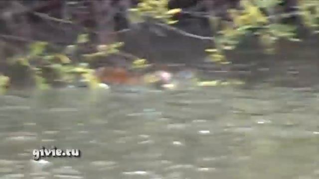 Дикая Природа в Городе и Селе