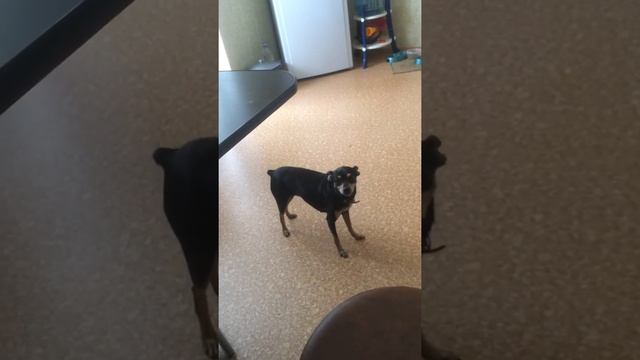 Карликовый пинчер смотреть онлайн