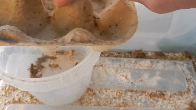 Высокопитательный корм.