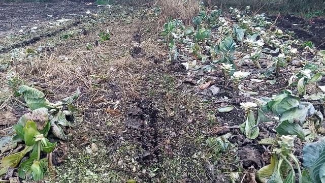 Мульчую капусту Козаком Полтавським смотреть онлайн