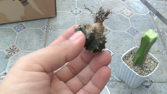 Cactus 101 (Grafting) смотреть онлайн