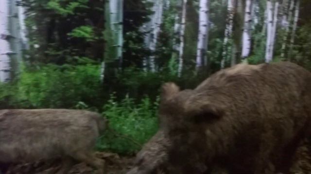 Музей в Талдоме смотреть онлайн