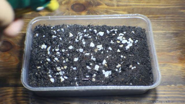How to Grow Fig | Ficus - Step by Step смотреть онлайн