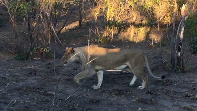 Kruger National Park Lion смотреть онлайн