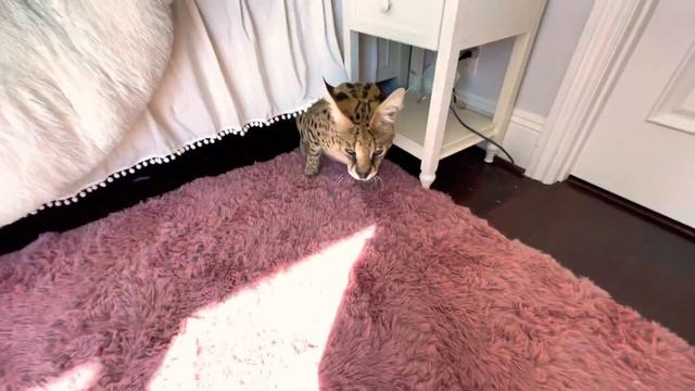 King the Serval Cat hide and go seek смотреть онлайн