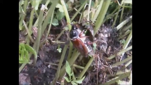Cockchafer Melolontha melolontha смотреть онлайн