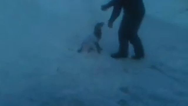 собаки в детской одежде....ржач смотреть онлайн