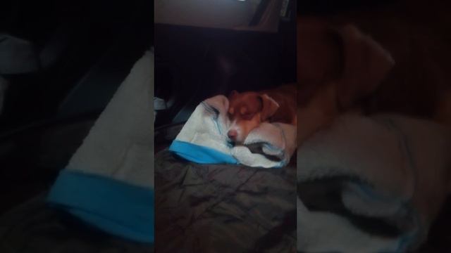 Собаки греются. смотреть онлайн