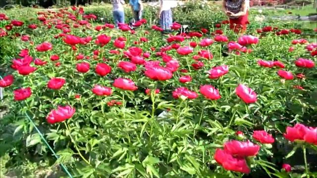 bujor Paeonia daurica смотреть онлайн