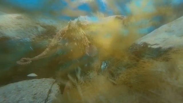 Осьминог Дейви Джоунс в Японском море (Octopus Dofleini).