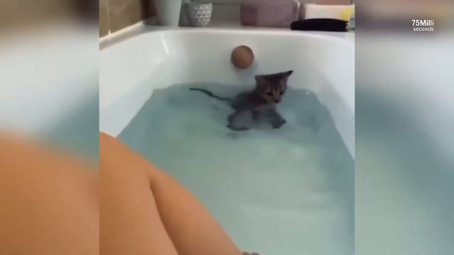 НАГЛЫЕ КОТЫ / КОШКИ / ЖИВОТНЫЕ ЛУЧШИЕ МАРТОВСКИЕ ПРИКОЛЫ :)