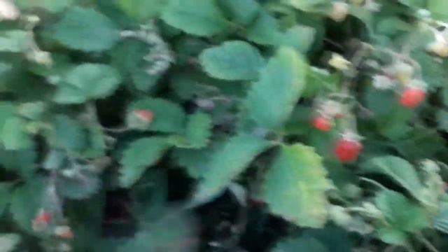 Как выращивать органическую землянику? - практические рекомендации смотреть онлайн