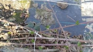 ежевику открываем 10 апреля 2023г