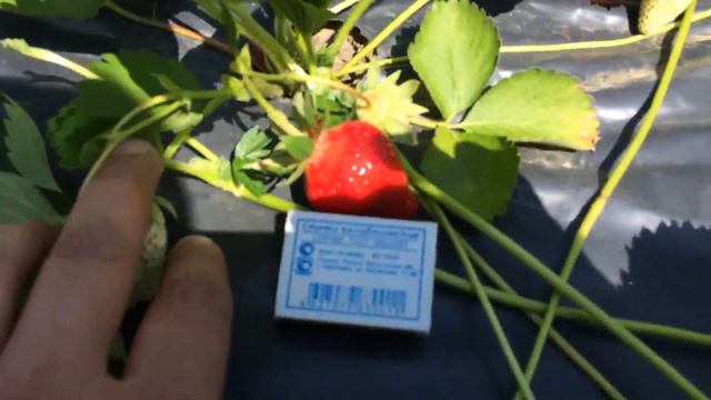 Выращивание клубники в ст.Кавказской. Что получилось на сезон 2020г.