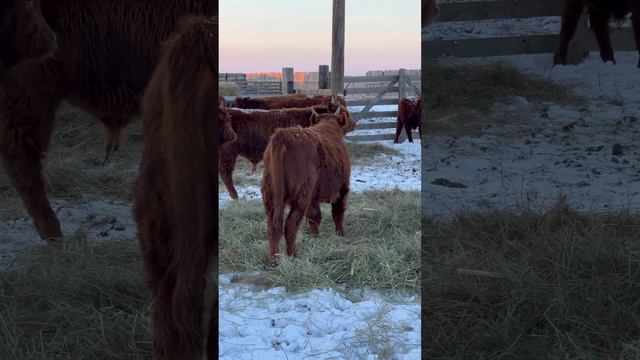 Автопоилка Откорм бычков 10 месяцев гранулами Калмыкия 2023г смотреть онлайн