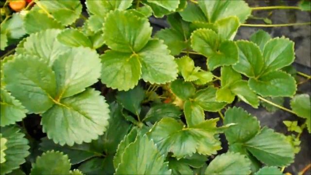 Клубника Мальга. Июнь 2020 год смотреть онлайн