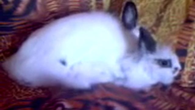 Как кончают кролики)))) смотреть онлайн