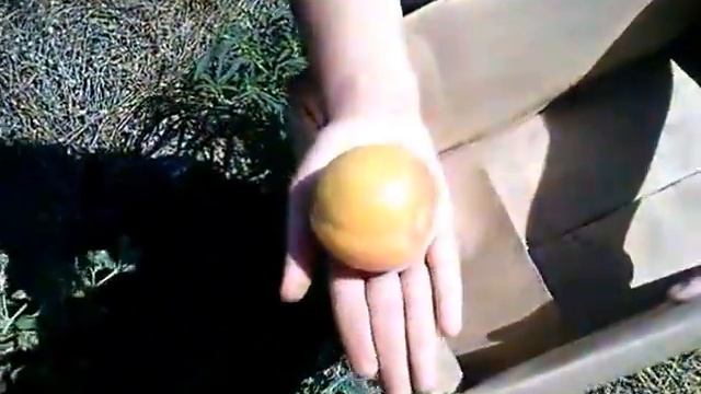 абрикос сорт NGA-19 часть 3 смотреть онлайн