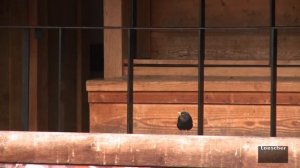 English - The globe: Shakespeare's Theatre (B1-B2)