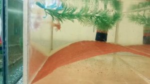 Барбусы, нерест , икра