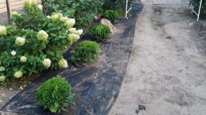 ТУЯ ДАНИКА - посадка. ТУИ ШАРОВИДНЫЕ вдоль дорожки. Хвойные растения в саду.