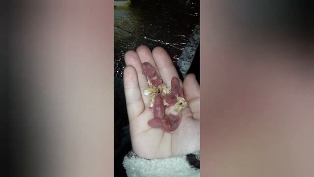 Рождённые сегодня Сирийские хомяки, к 8 Марта смотреть онлайн