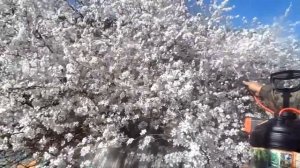 Цветение черешни и алычи || как выращивать алычу