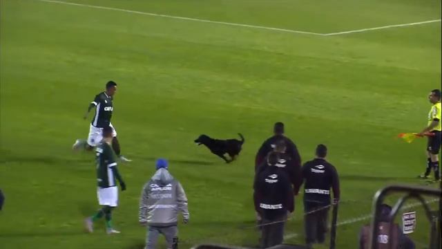 После забитого гола собака вторглась на поле и хотела отпраздновать с игроком Н смотреть онлайн