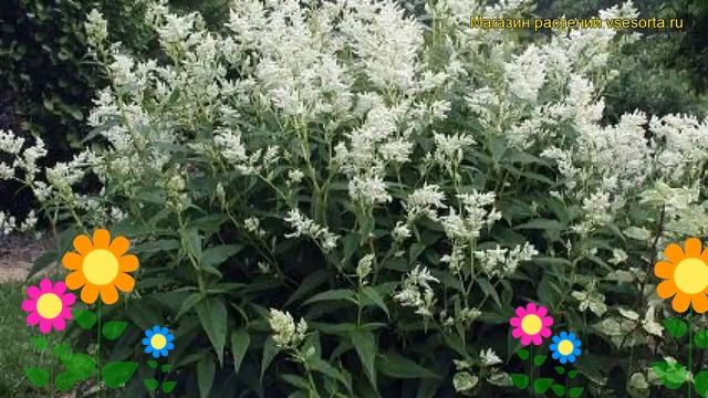 Персикария/горец изменчивый. Краткий обзор, описание характеристик persicaria/polygonum polymorpha смотреть онлайн