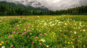 Экосистема