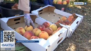 Сбор поздних сортов персика стартовал в Краснодарском крае