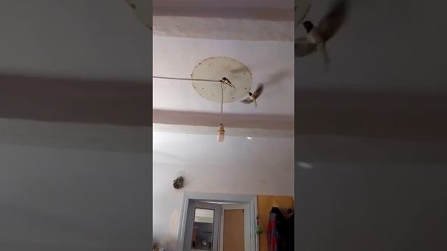 ласточки залетели в дом смотреть онлайн