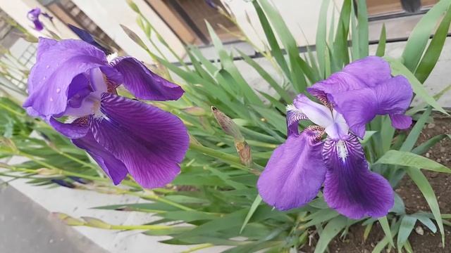 Ирисы цветение Природа Цветы Iris Flowers Relaxing Video Nature 아이리스 (자연) смотреть онлайн