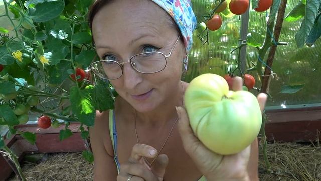 6 соток в начале августа. Помидоры - это наше все! Маргарита Блюз, Интуиция, Санька и Вериге(черри) смотреть онлайн