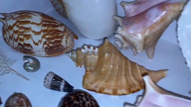 Морские ракушки, интересная зарубежная коллекция, часть 1 смотреть онлайн