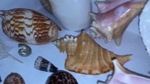 Морские ракушки, интересная зарубежная коллекция, часть 1
