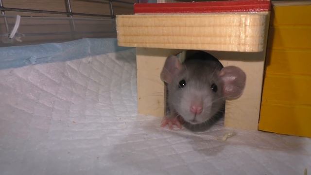 Новый Питомец / Alisa Easy Pets