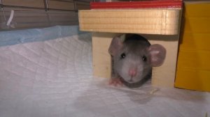 Новый Питомец / Alisa Easy Pets