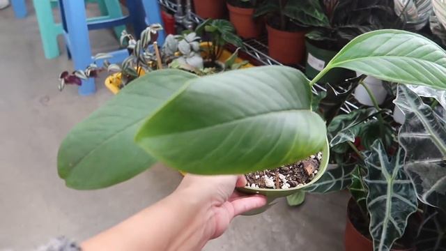 Found Some WISHLIST PLANTS in an Unexpected Place! |Plant Shopping in LA! смотреть онлайн