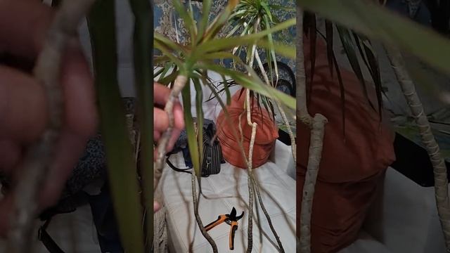 Черенкование Любой Драцены смотреть онлайн