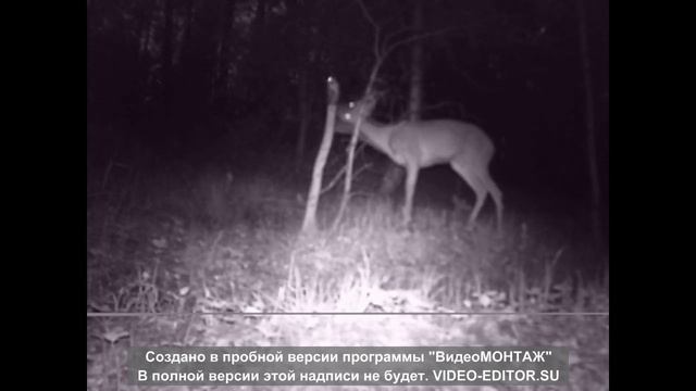 НАЧАЛО ГОНА У КОСУЛЬ (CАМЦЫ ОБХОДЯТ ТЕРРИТОРИИ) смотреть онлайн