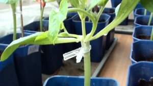 Обязательный процесс после прививки арбуза