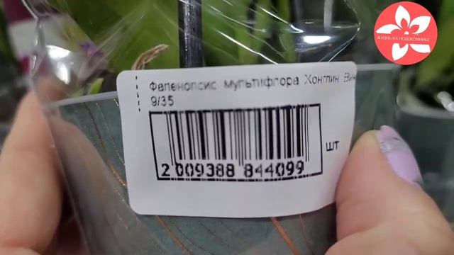 Обзор орхидей в магазине Флорэвиль город Москва
