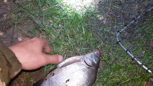 Рыбалка на фидер на реке Москва 2019 смотреть онлайн