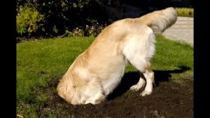 Как отучить собаку рыть ямы в огороде?