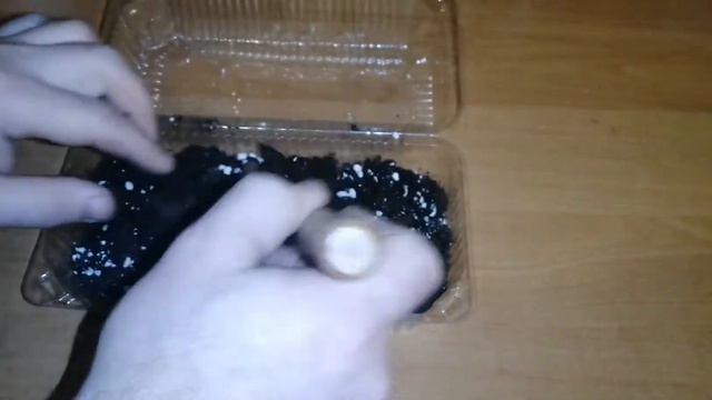 проращиваем семена олеандра. смотреть онлайн