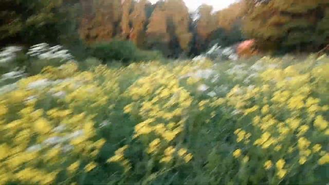 ЛО: жёлтые цветы и сияющий куст сирени смотреть онлайн
