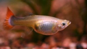 КАК ПОНЯТЬ БЕРЕМЕННА ЛИ ГУППИ И КОГДА ЕЙ РОЖАТЬ