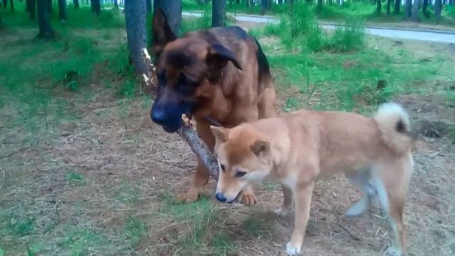 Сиба-ину Киба игры... смотреть онлайн