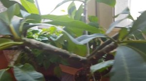 Плюмерия на укоренении собралась цвести! )